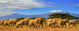 herd of african elephants whilst on a safari trip to kenya and a snow capped kilimanjaro mountain in tanzania in the background, under a cloudy blue skies.