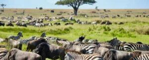 Zebras grazing under a tree Nairobi to Masai Mara 1 day tour