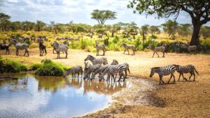 best 10 tanzania and kenya tour safari-Zebras drinking water and grazing the amazing green grass field:2 days easy Nairobi city tour