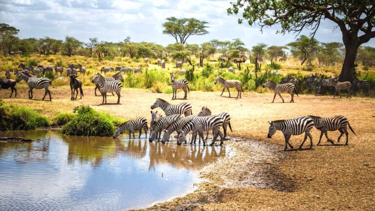 best 10 tanzania and kenya tour safari-Zebras drinking water and grazing the amazing green grass field:2 days easy Nairobi city tour