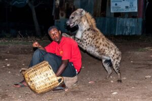 wild hyena feeding adventure-The hyena over the nack of a sitting man holding bowls of meat
