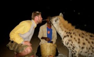 A German with leather pants wild hyena feeding adventure with his mouth