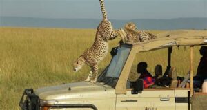 Tiger jumpd down from the front window roof of safari car: get Wild & city life in 1 best 1 Day Afro kenya Tour