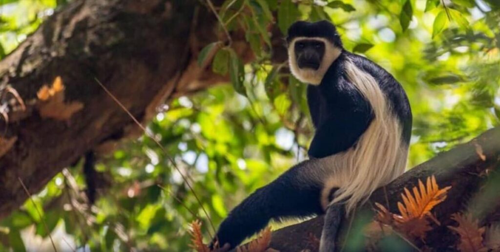 1 day tour around Addis ababa: Comprehensive travel guide