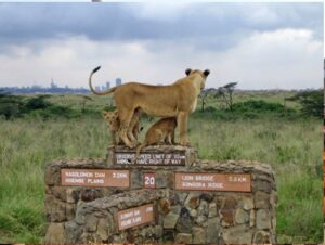 A lioness with her cubs at The Nairobi National Park: 1 week exciting Mara safari
