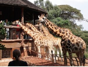 4 Giraffes at Rothschild Giraffe Center: nairobi full day tours