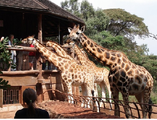 get Wild & city life in 1 Nairobi city tour