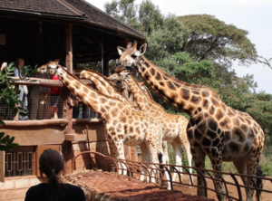 Giraffs is National park safari
